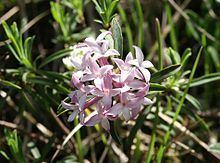 Thymelaeaceae httpsuploadwikimediaorgwikipediacommonsthu