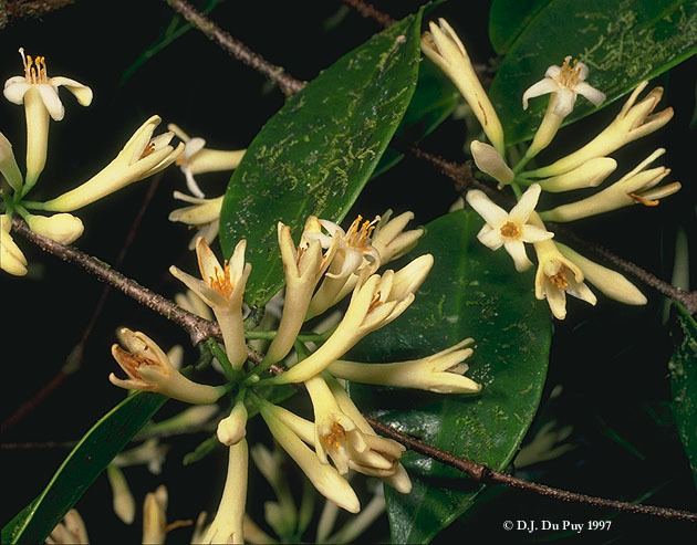 Thymelaeaceae Thymelaeaceae in Madagascar