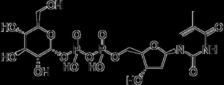 Thymidine diphosphate glucose httpsuploadwikimediaorgwikipediacommonsthu