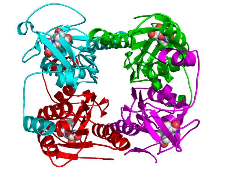 Thymidine kinase