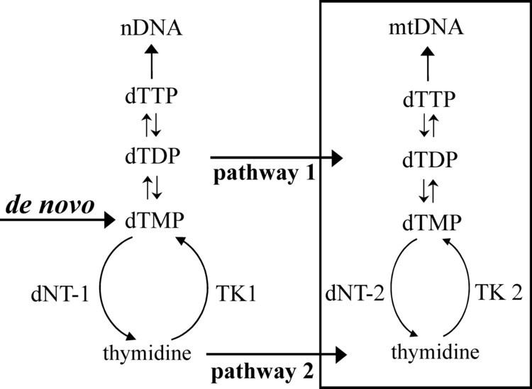 Thymidine triphosphate Origins of mitochondrial thymidine triphosphate Dynamic relations