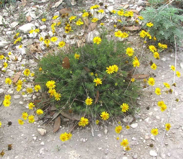 Thymophylla pentachaeta THYMOPHYLLA PENTACHAETA