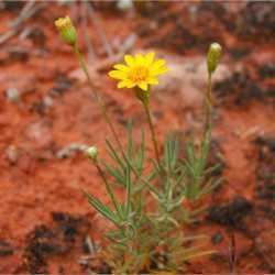 Thymophylla pentachaeta hasbrouckasueduimglibseinetAsteraceaephotos