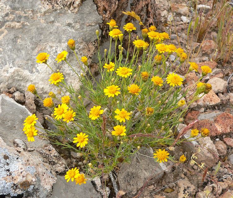 Thymophylla pentachaeta FileThymophylla pentachaeta var belenidium 3jpg Wikimedia Commons