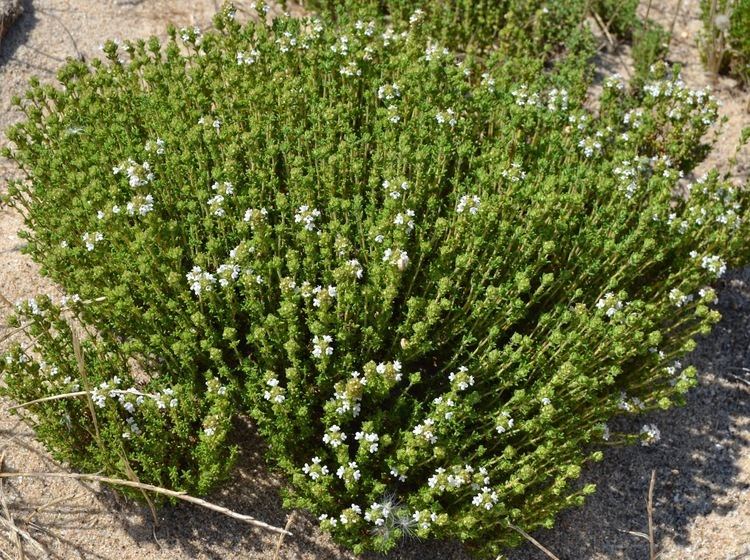 Thymus carnosus Plantas Beleza e Diversidade Tomilhodasdunas Thymus carnosus Boiss