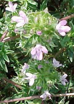 Thymus herba-barona Thymus herbabarona Caraway Thyme PFAF Plant Database