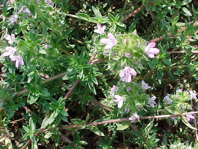 Thymus herba-barona httpsuploadwikimediaorgwikipediacommons55