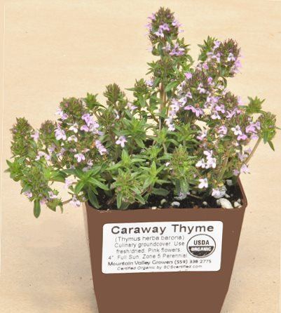 Thymus herba-barona Thymus herba barona Caraway thyme
