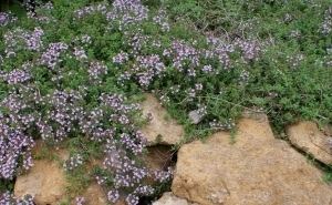 Thymus herba-barona Thymus herbabarona Caraway Thyme The Dirt Witch Chronicles