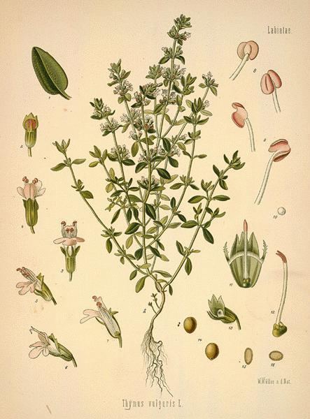 Thymus vulgaris wwwbotanicalcombotanicalmgmhtthygar16ljpg