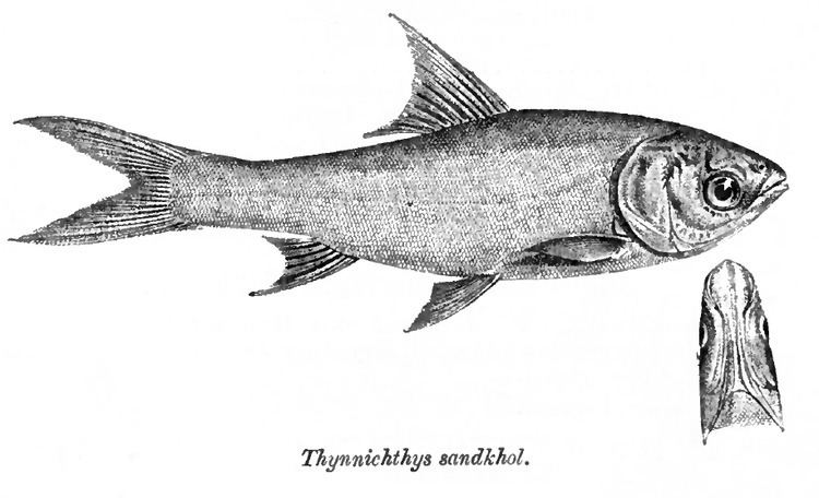 Thynnichthys httpsuploadwikimediaorgwikipediacommons99