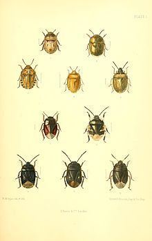 Thyreocoris scarabaeoides httpsuploadwikimediaorgwikipediacommonsthu