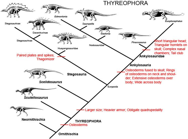 Thyreophora 78 images about Thyreophora on Pinterest Armors Spikes and Museums