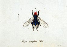 Thyreophora cynophila httpsuploadwikimediaorgwikipediacommonsthu