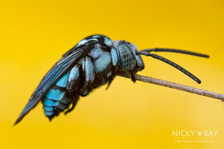 Thyreus Cuckoo Bee Thyreus sp DSC0240 Adjusted position slig Flickr