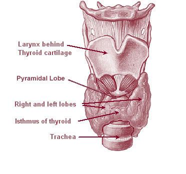 Thyroglossal duct