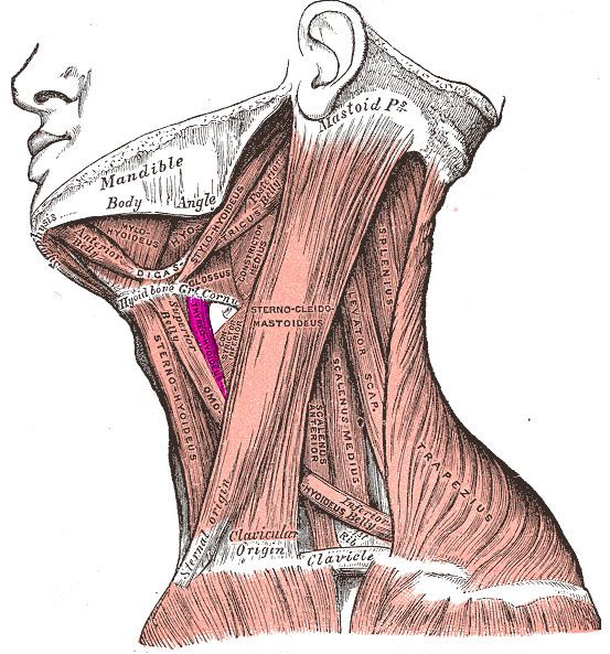 Thyrohyoid muscle