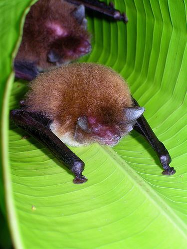 Thyropteridae Spix39s Diskwinged Bat Thyroptera tricolor iNaturalistorg