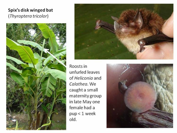 Thyropteridae Thyropteridae Diskwinged bats Conserving the bats of Trinidad