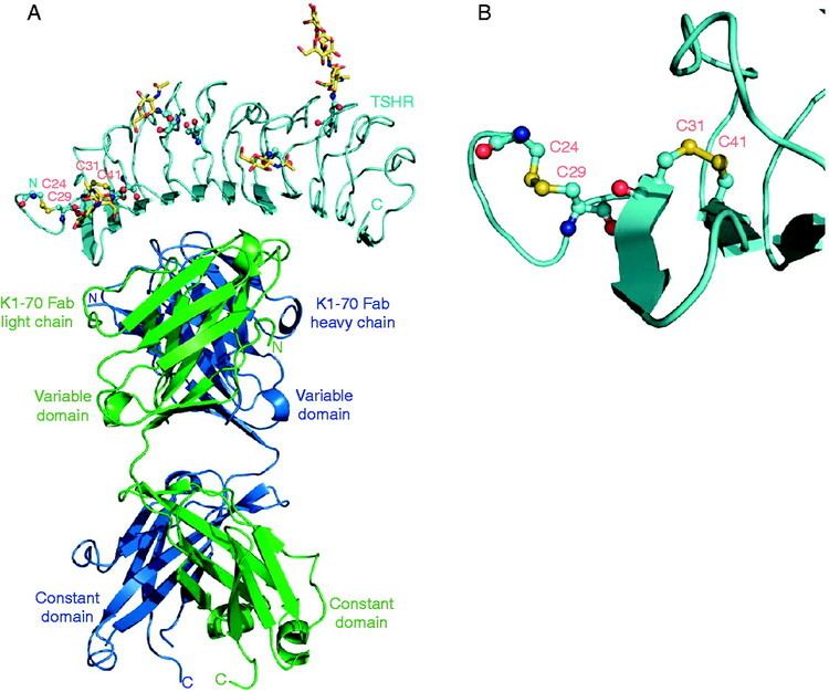 Thyrotropin receptor Crystal structure of the TSH receptor TSHR bound to a blocking