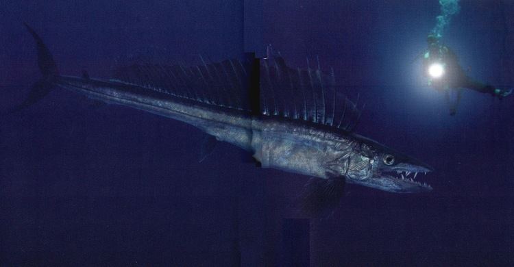 Thyrsites Big Fishes of the World SNOEK BARRACOUTA Thyrsites atun