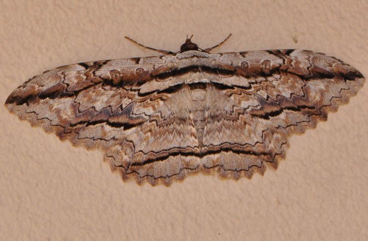 Thysania zenobia Owl Moth Thysania zenobia