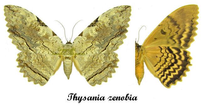 Thysania zenobia Thysania zenobia