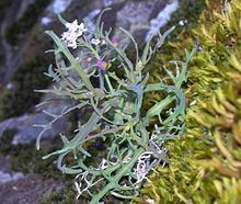 Thysanocarpus conchuliferus httpsuploadwikimediaorgwikipediacommonsthu