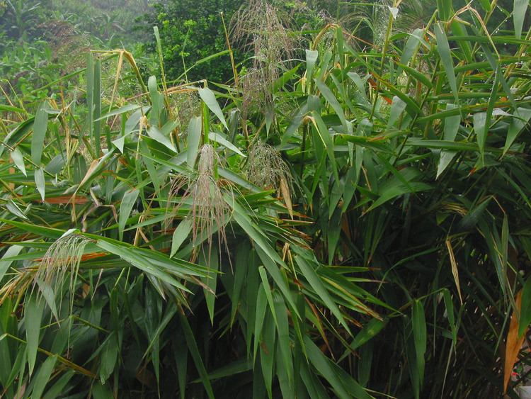 Thysanolaena Thysanolaena latifolia Poaceae image 29114 at PhytoImagessiuedu