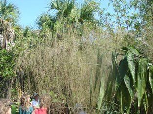 Thysanolaena Thysanolaena latifoliaLandscape Plants For South Florida