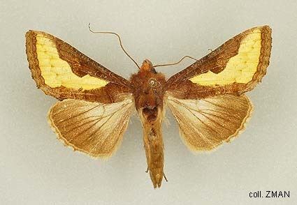 Thysanoplusia orichalcea Papua Insects Foundation LepidopteraNoctuidaePlusiinae