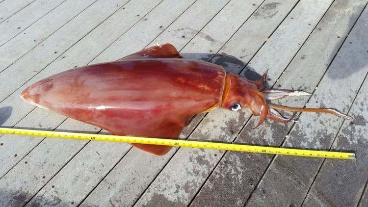Thysanoteuthis rhombus Deep sea squid found off The Reefs The Royal GazetteBermuda News