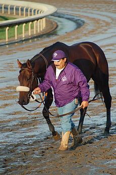 Tiago (horse) httpsuploadwikimediaorgwikipediaenthumb2