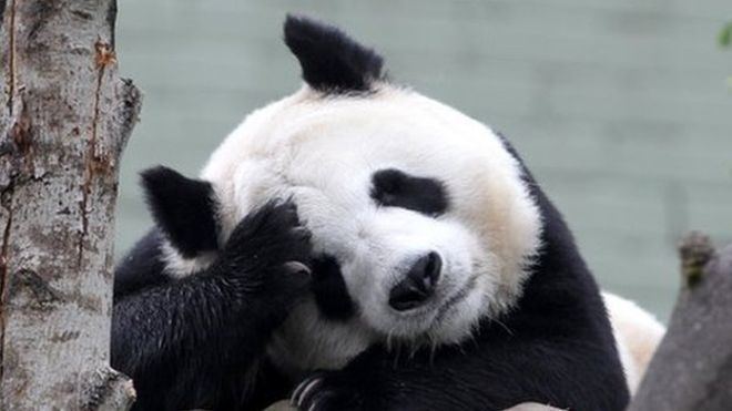 Tian Tian (female giant panda) ichefbbcicouknews660mediaimages76887000jp
