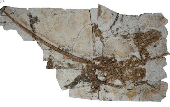 Tianyuraptor Tianyuraptor another basal tyrannosaurderived compsognathid The