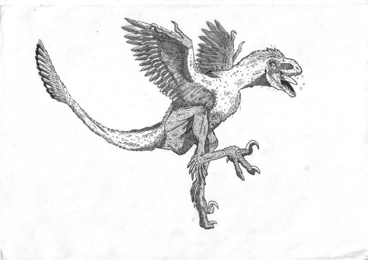 Tianyuraptor Tianyuraptor Pictures Facts The Dinosaur Database