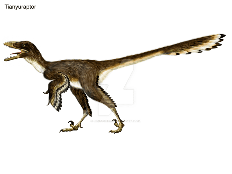 Tianyuraptor Tianyuraptor by cisiopurple on DeviantArt