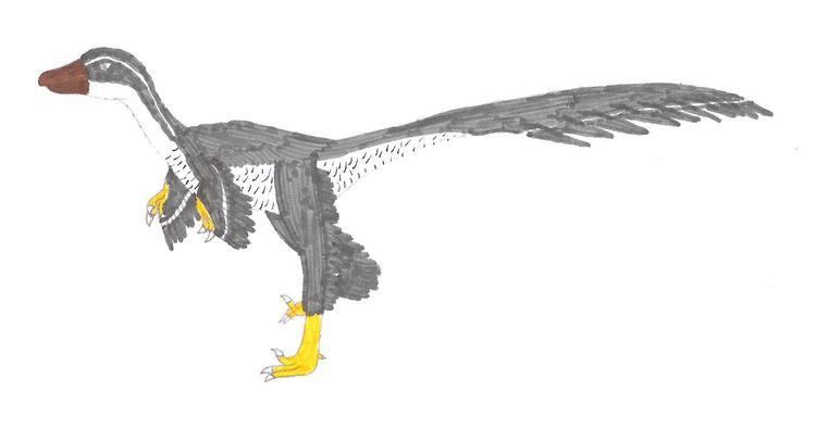 Tianyuraptor Tianyuraptor by RickRaptor105 on DeviantArt