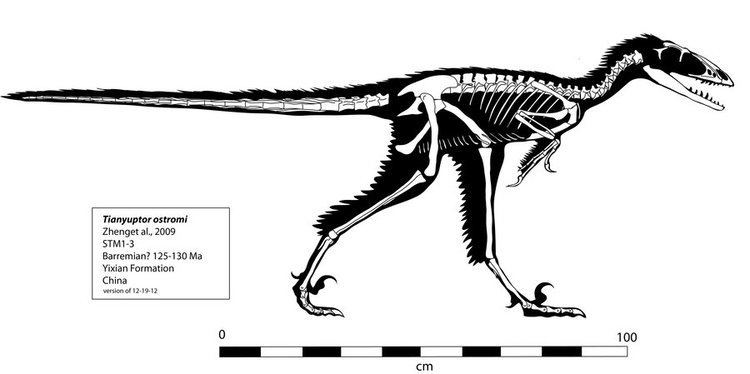 Tianyuraptor Tianyuraptor Skeleton by FranzJosef73 on deviantART Skeletal