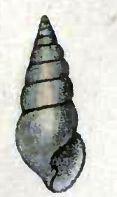 Tiberia paumotensis