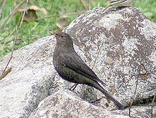 Tibetan blackbird httpsuploadwikimediaorgwikipediacommonsthu