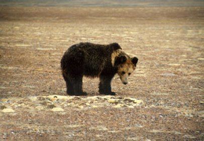 Tibetan blue bear Tibetan Blue Bear Ursus arctos pruinosus Bears Of The World