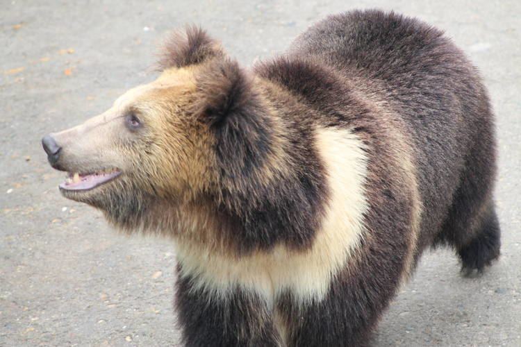 Tibetan blue bear Bears of the Himalayan Mountains