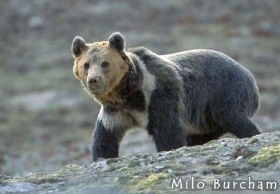 Tibetan blue bear Tibetan Blue Bear Ursus arctos pruinosus Bears Of The World