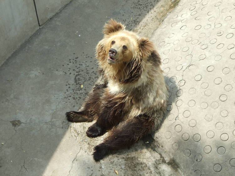 Tibetan blue bear Tibetan blue bear ZooChat