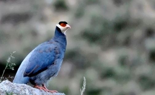 Tibetan eared pheasant 78 images about Pheasants Crossoptilon EaredPheasants on