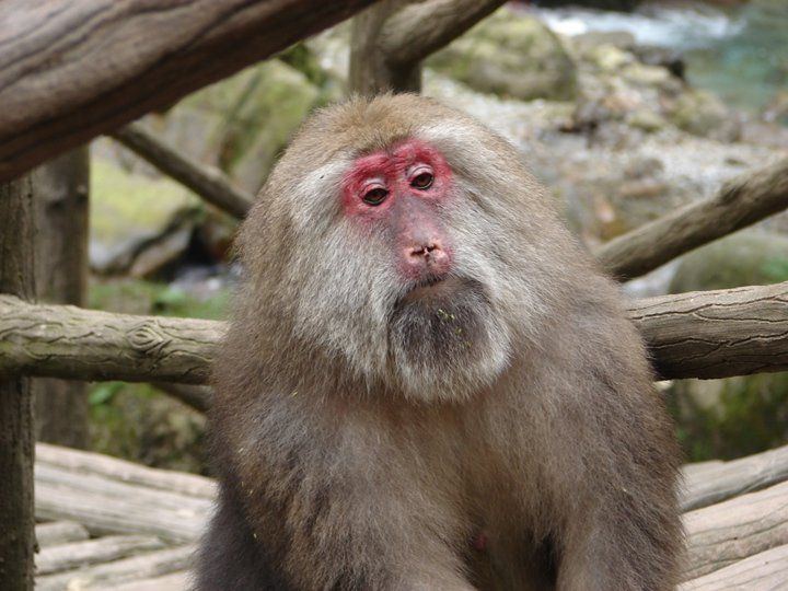 Tibetan macaque largeDSC01452jpg 720540 Pixel Primates Old World Tibetan
