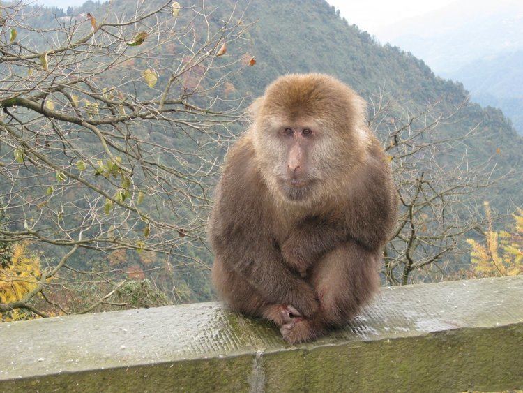 Tibetan macaque 17 Best images about Primates Old World Tibetan Macaque Macaca