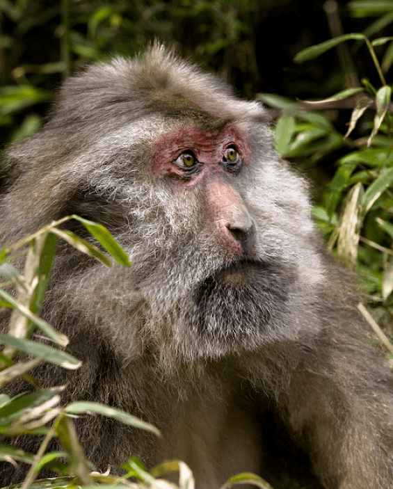 Tibetan macaque Albus Dumbledore AKA Tibetan Macaque Featured Creature