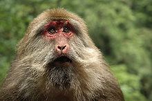 Tibetan macaque httpsuploadwikimediaorgwikipediacommonsthu